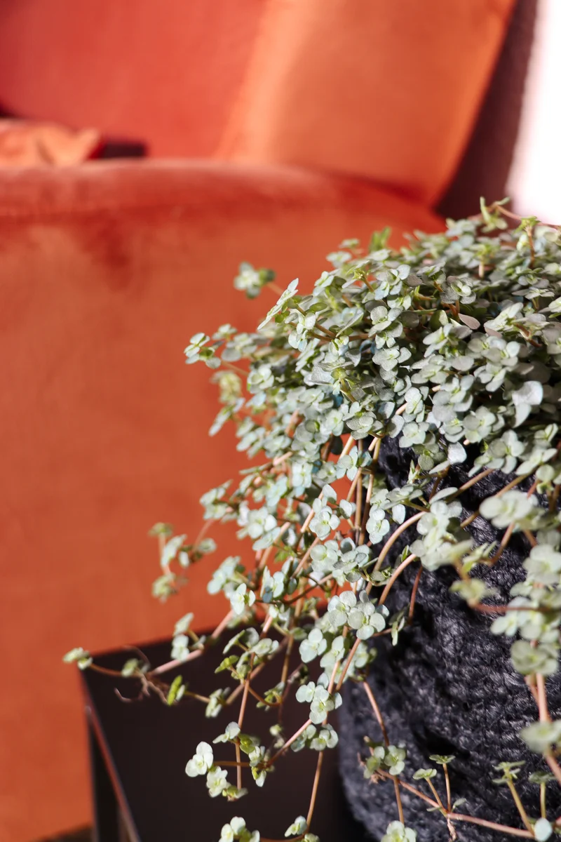Pilea glauca (Kanonierblume) (S)