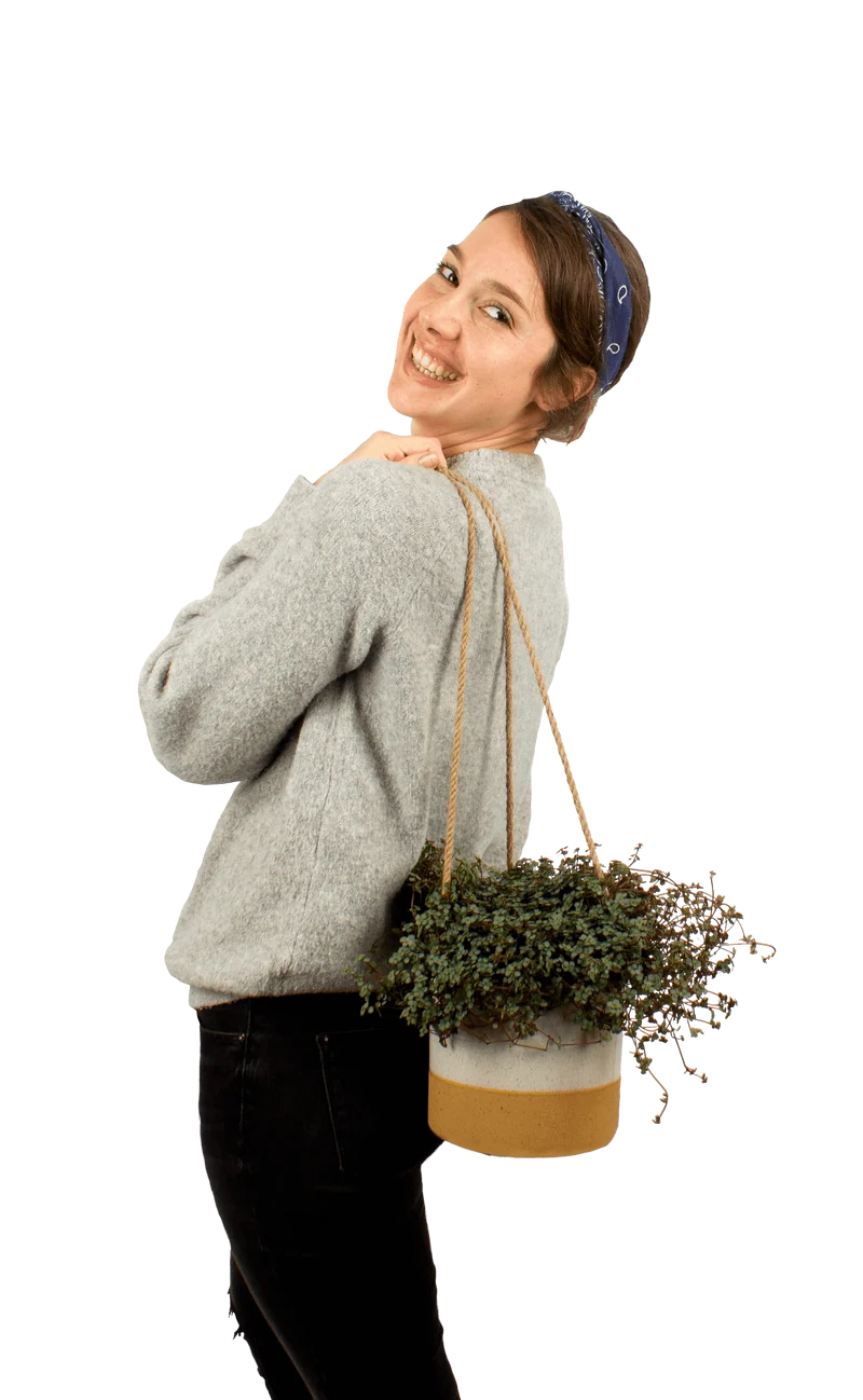 Pilea glauca (Kanonierblume) (S)