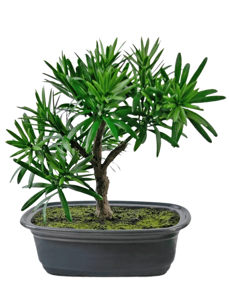 Künstliche Pflanze Bonsai Podocarpus 20 cm