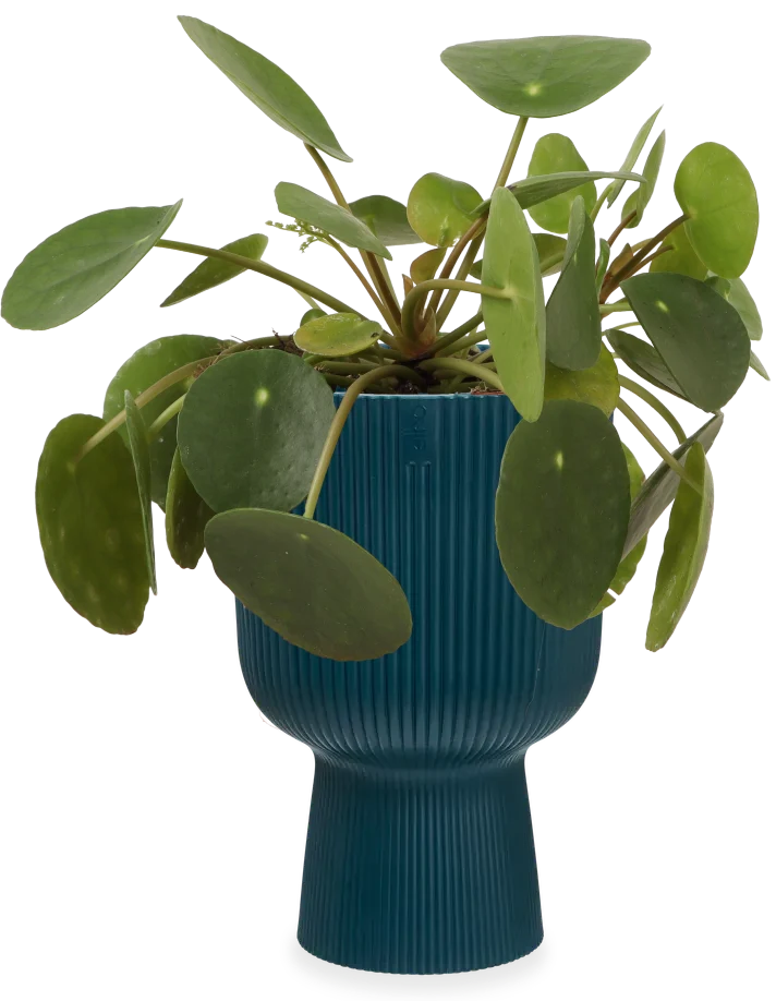 Pilea peperomioides (Glückstaler) (S)