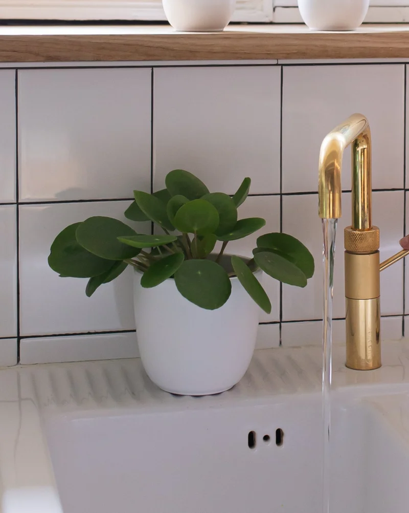 Pilea peperomioides (Glückstaler) (S)