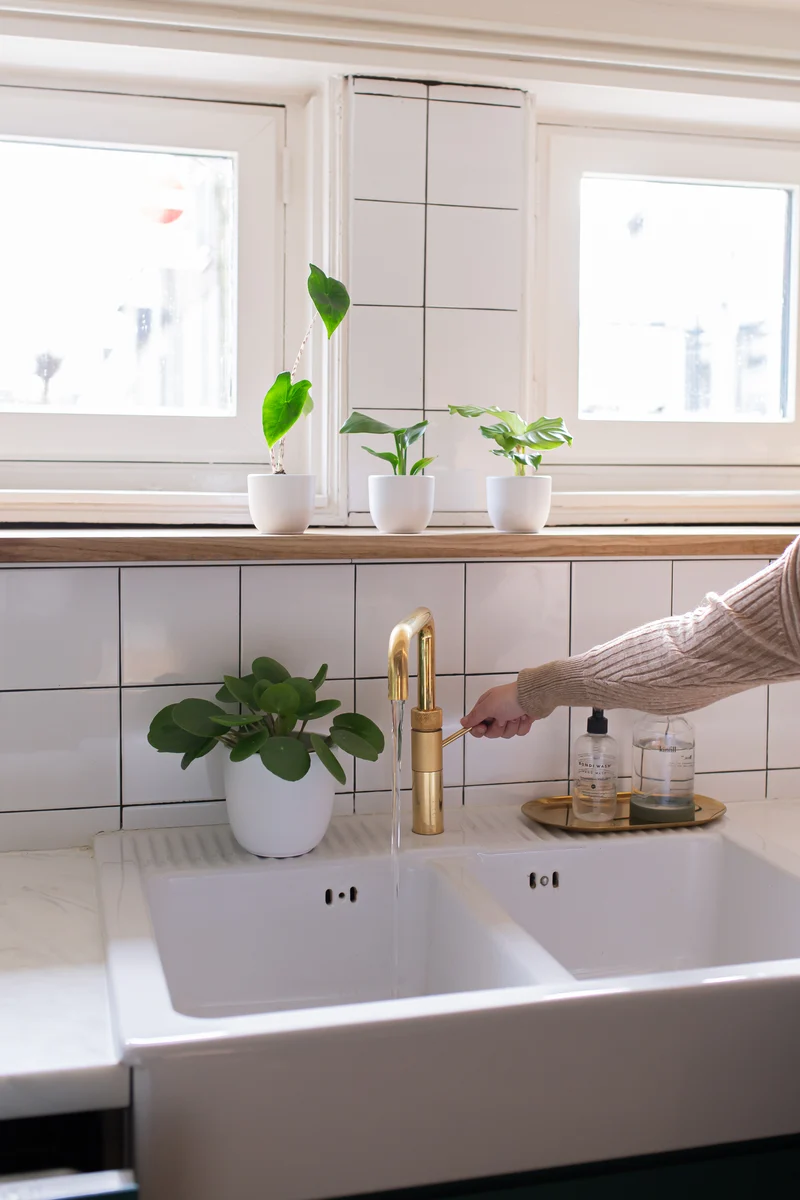 Pilea peperomioides (Glückstaler) (S)