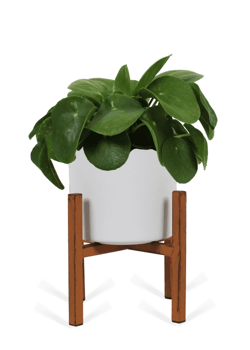 Pilea peperomioides (Glückstaler) (S)
