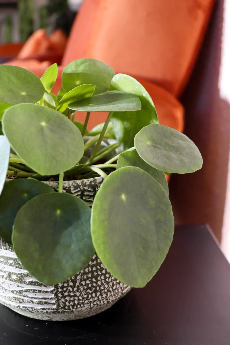 Pilea peperomioides (Glückstaler) (S)