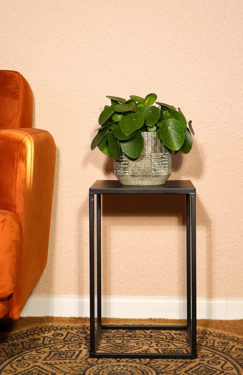 Pilea peperomioides (Glückstaler) (S)