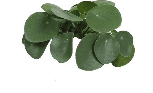 Pilea peperomioides (Glückstaler) (S)