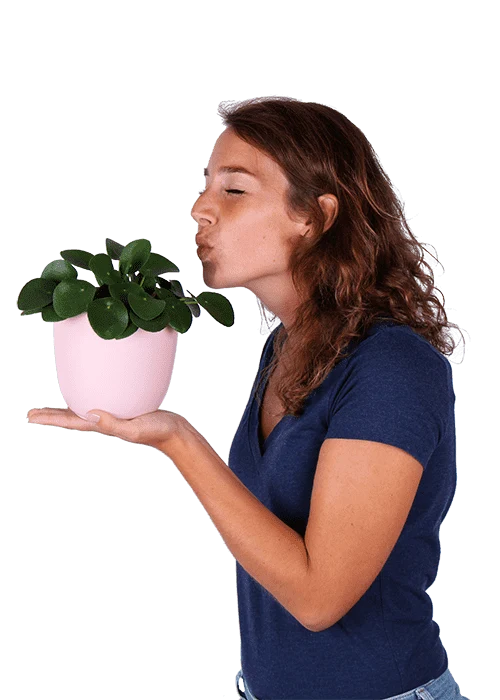 Pilea peperomioides (Glückstaler) (S)