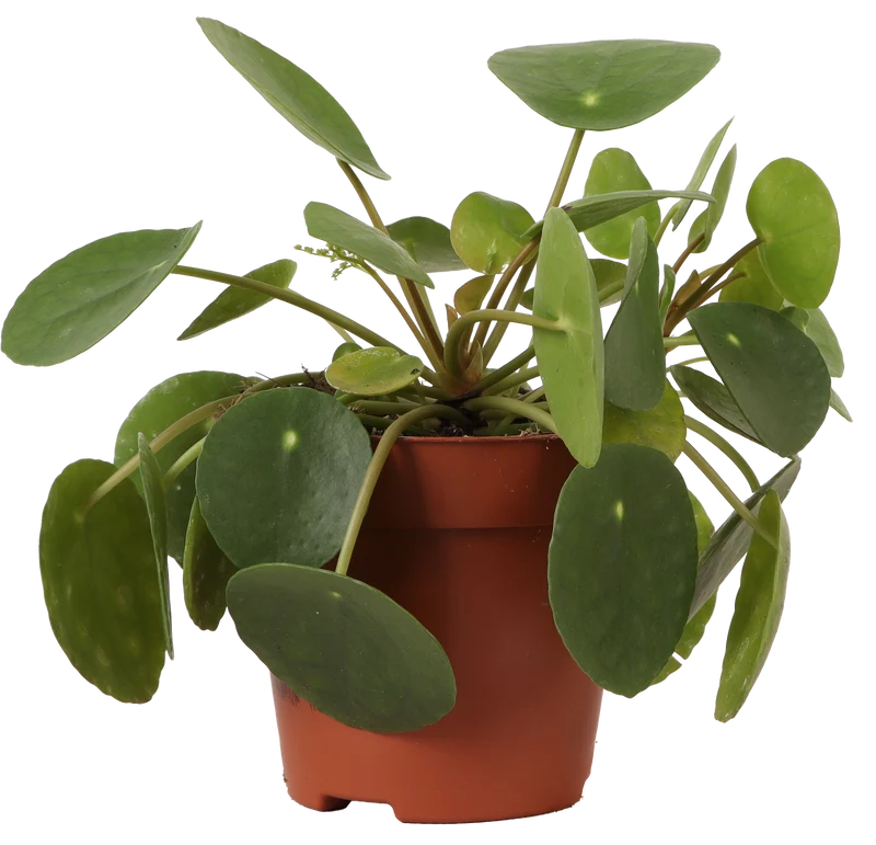 Pilea peperomioides (Glückstaler) (S)