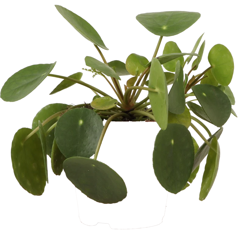 Pilea peperomioides (Glückstaler) (S)
