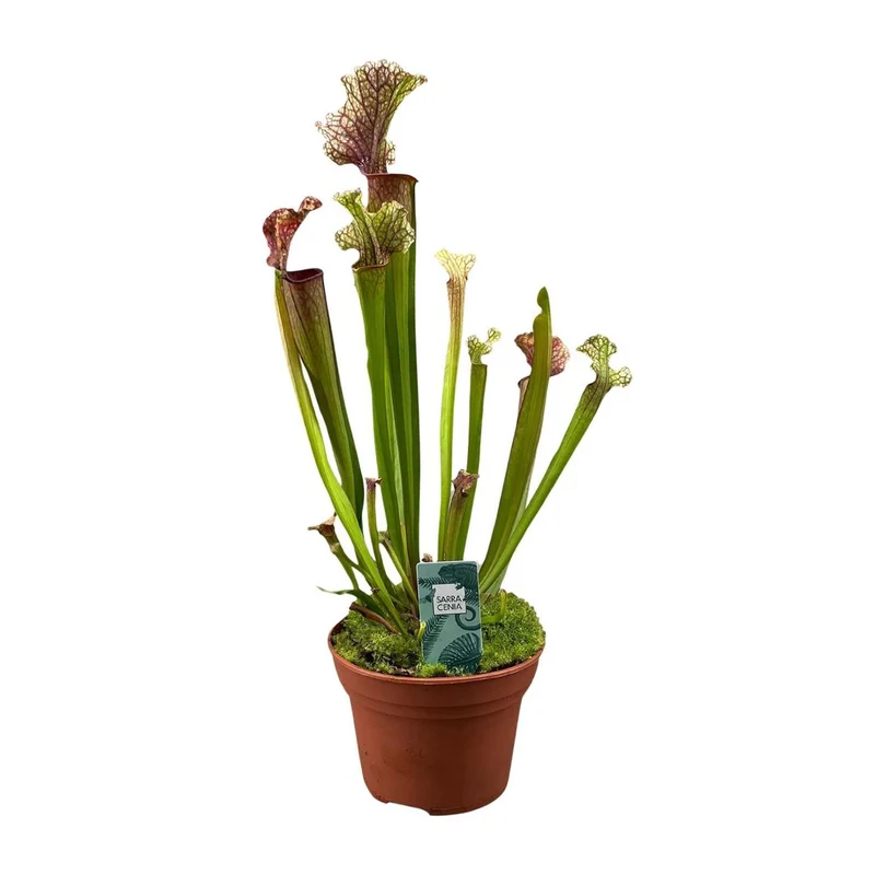 Sarracenia Judith Hindle, fleischfressende Kannenpflanze, Topf Ø 12 cm, Höhe 30 cm