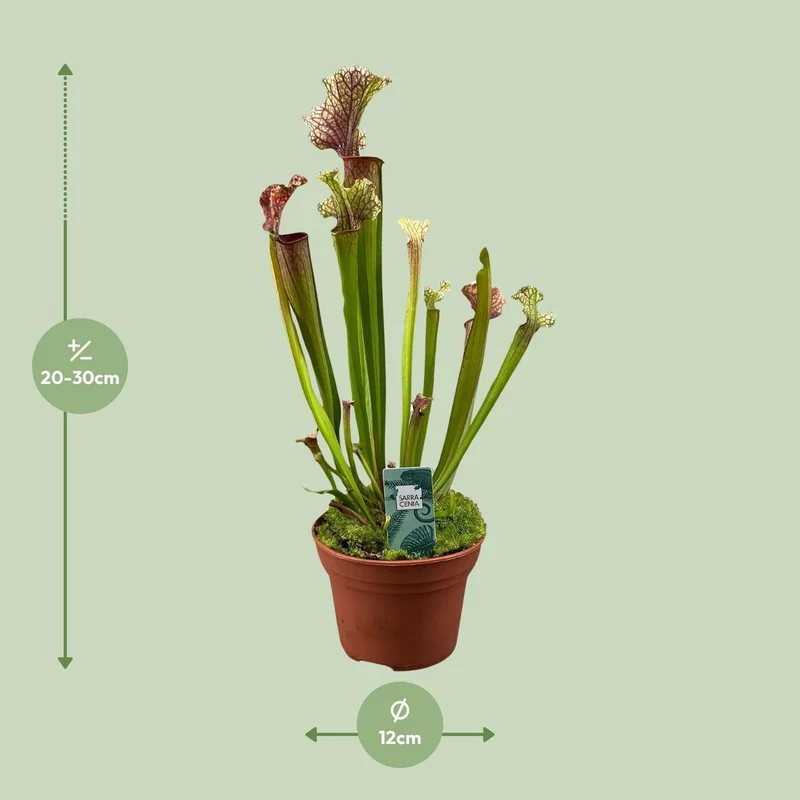 Sarracenia Judith Hindle, fleischfressende Kannenpflanze, Topf Ø 12 cm, Höhe 30 cm