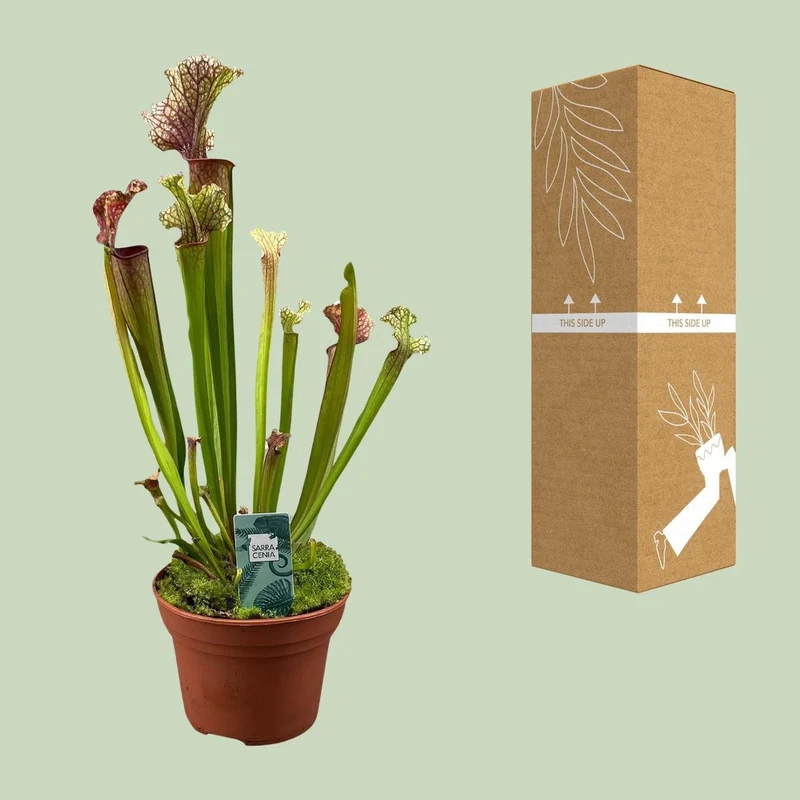 Sarracenia Judith Hindle, fleischfressende Kannenpflanze, Topf Ø 12 cm, Höhe 30 cm