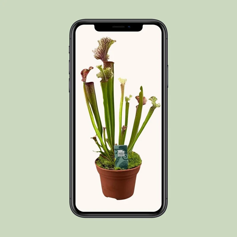 Sarracenia Judith Hindle, fleischfressende Kannenpflanze, Topf Ø 12 cm, Höhe 30 cm