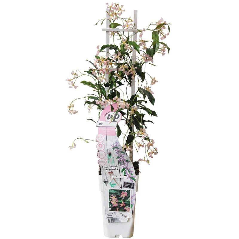 Trachelospermum 'Star von Ibiza' Toskanischer Jasmin, Topf Ø 15 cm, Höhe 65 cm