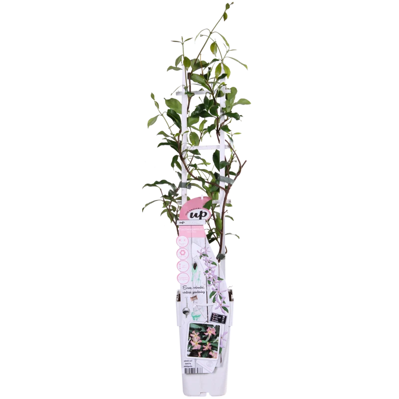 Trachelospermum 'Star von Ibiza' Toskanischer Jasmin, Topf Ø 15 cm, Höhe 65 cm