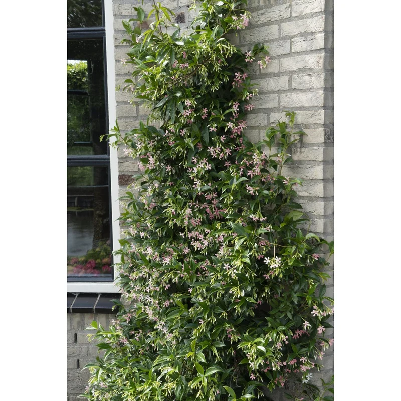 Trachelospermum 'Star von Ibiza' Toskanischer Jasmin, Topf Ø 15 cm, Höhe 65 cm