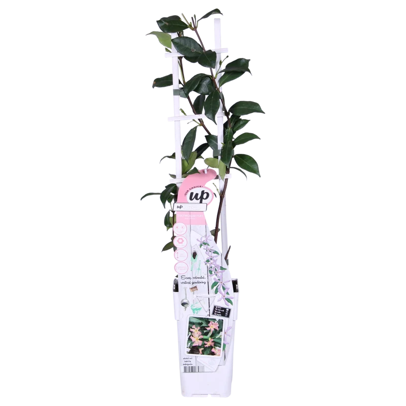 Trachelospermum 'Star von Ibiza' Toskanischer Jasmin, Topf Ø 15 cm, Höhe 65 cm