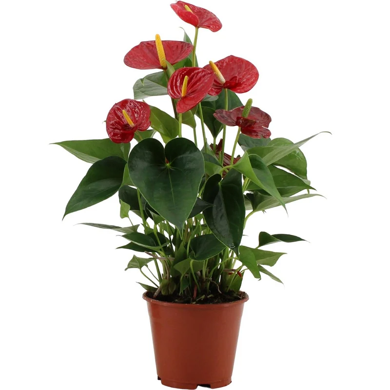 Anthurium Erfolg rot, Topf Ø 14 cm, Höhe 50 cm