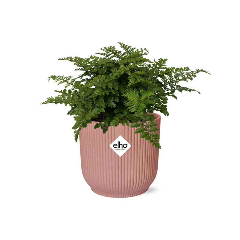 Asplenium Parvati, Streifenfarn, Topf Ø 14 cm, rosa