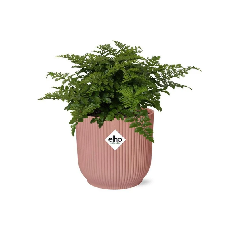 Asplenium Parvati, Streifenfarn, Topf Ø 14 cm, rosa