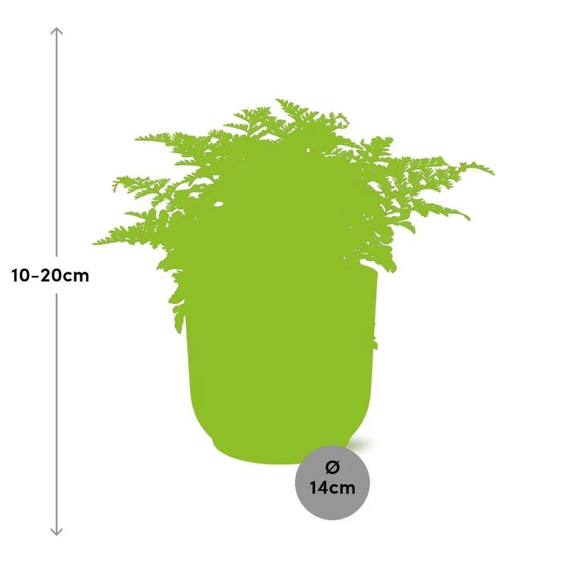 Asplenium Parvati, Streifenfarn, Topf Ø 14 cm, rosa