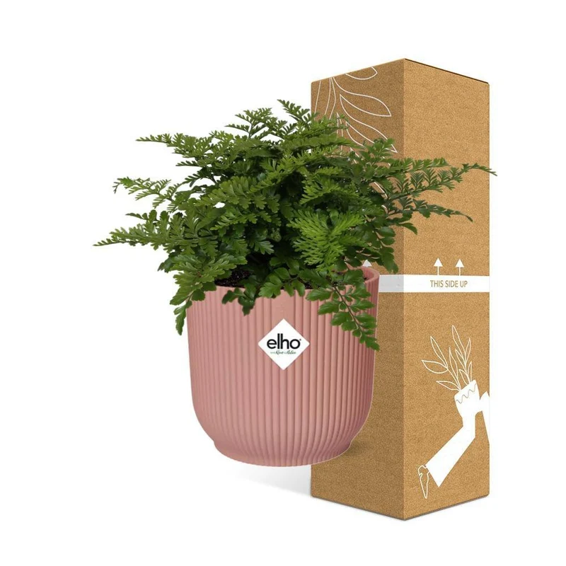Asplenium Parvati, Streifenfarn, Topf Ø 14 cm, rosa