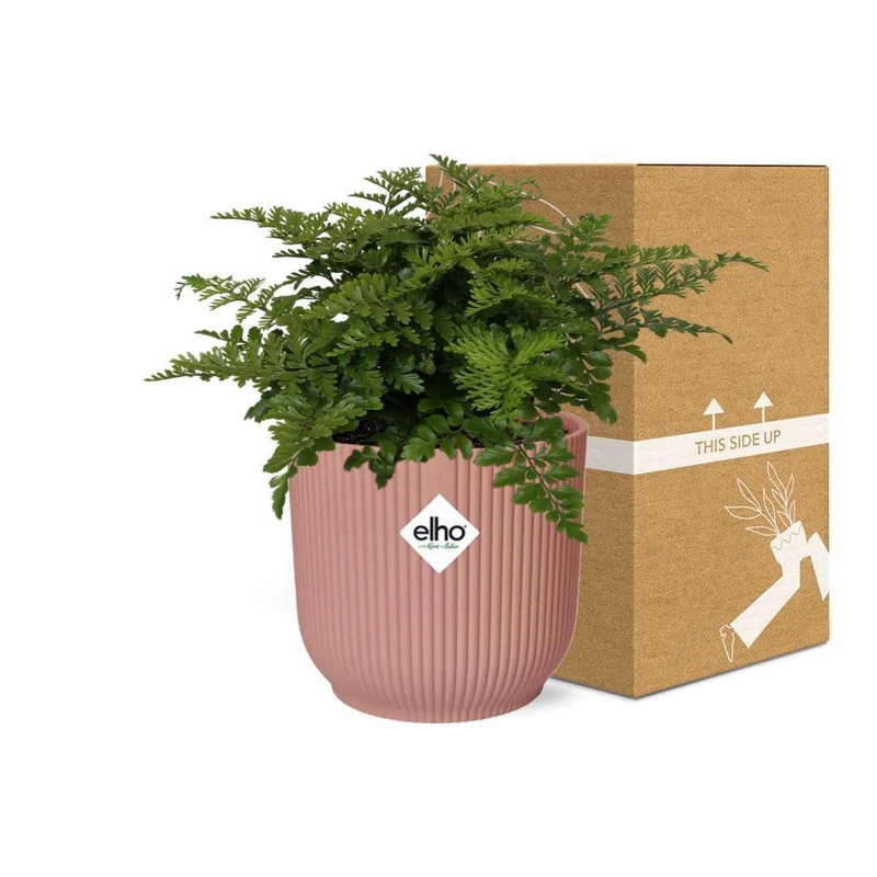 Asplenium Parvati, Streifenfarn, Topf Ø 14 cm, rosa