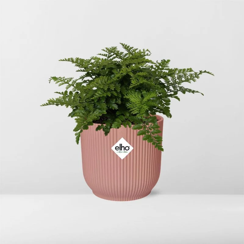 Asplenium Parvati, Streifenfarn, Topf Ø 14 cm, rosa