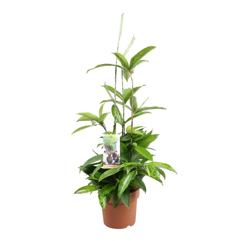Dracaena Surculosa, Topf Ø 17 cm, Höhe 55 cm
