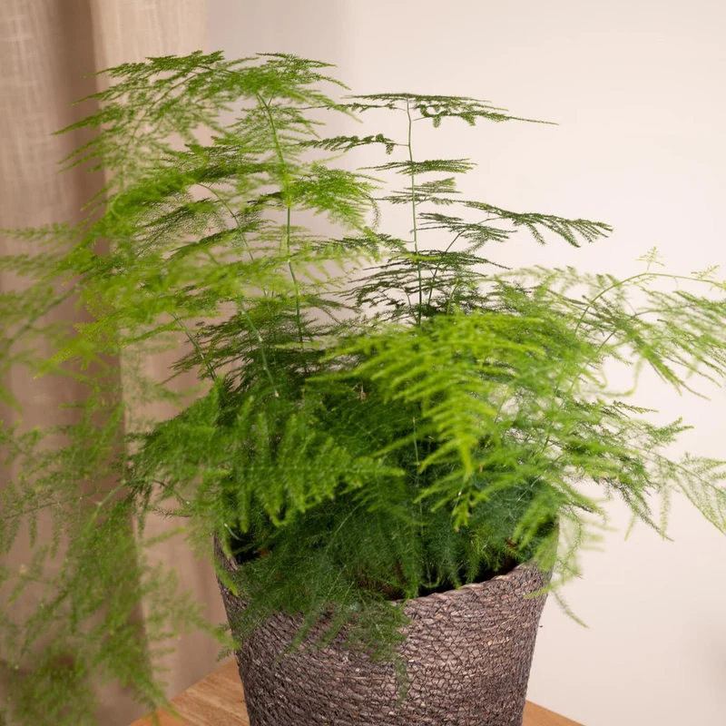 Asparagus Plumosus, Zierspargel, Topf Ø 17 cm, Höhe 45 cm