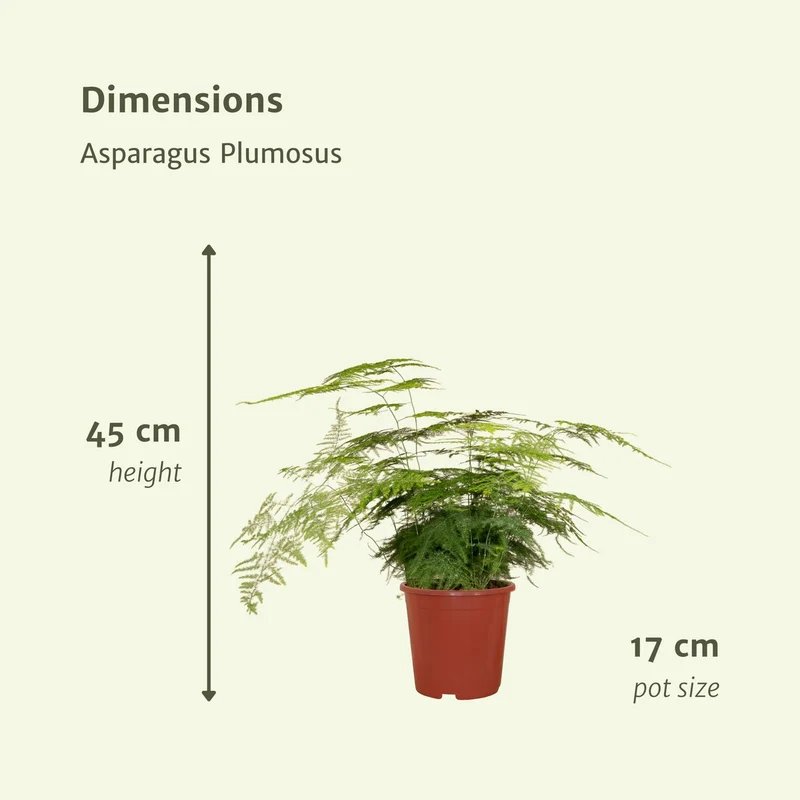 Asparagus Plumosus, Zierspargel, Topf Ø 17 cm, Höhe 45 cm