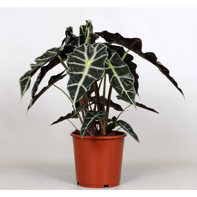 Alocasia Polly, Topf Ø 17 cm, Höhe 45 cm
