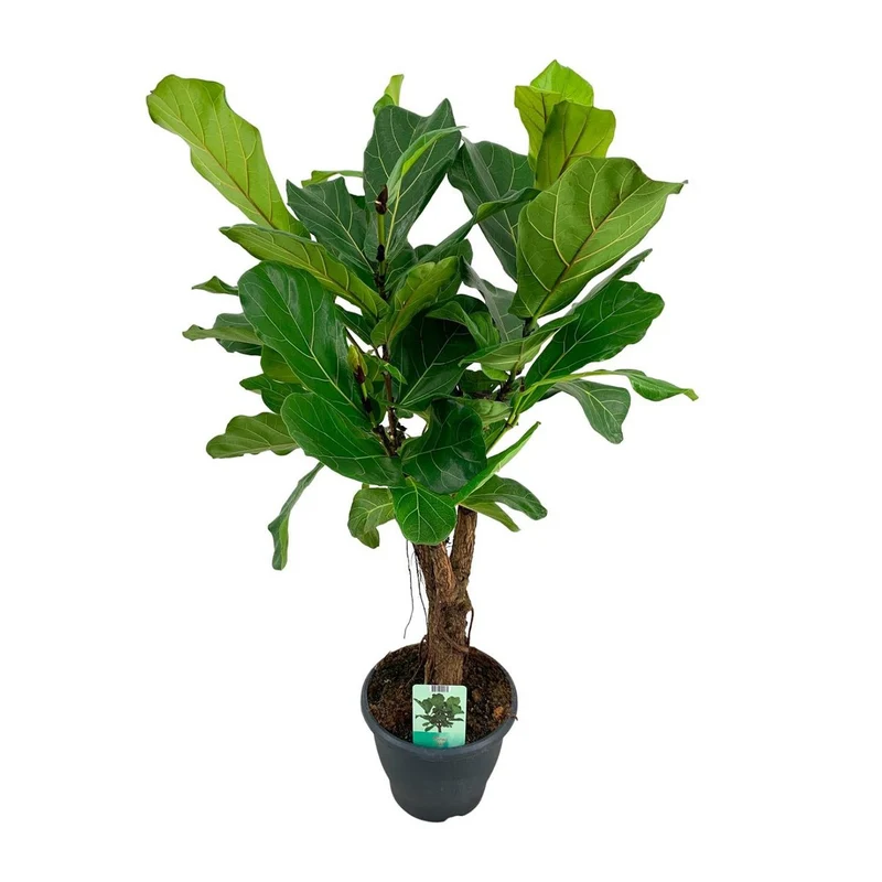 Ficus Lyrata, Topf Ø 26 cm, Höhe 100 cm
