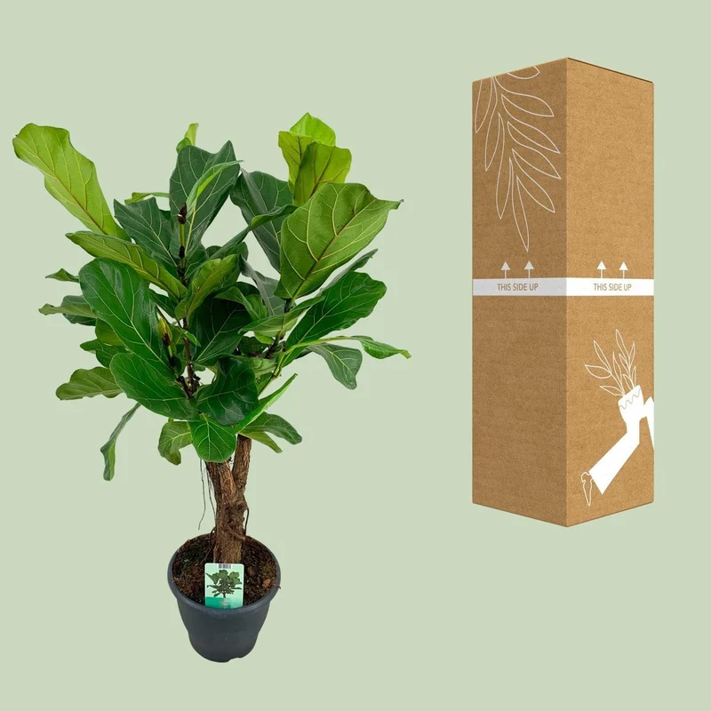 Ficus Lyrata, Topf Ø 26 cm, Höhe 100 cm