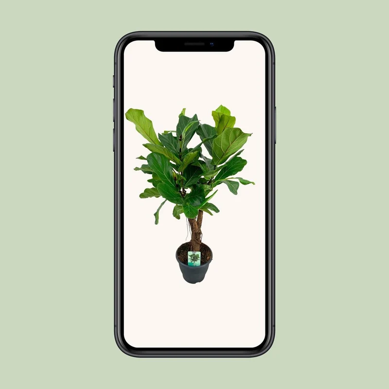 Ficus Lyrata, Topf Ø 26 cm, Höhe 100 cm
