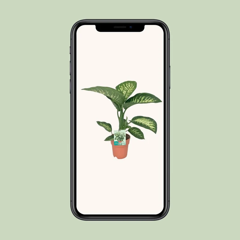 Dieffenbachia Seguine Tropic Snow, Topf Ø 19 cm, Höhe 70 cm