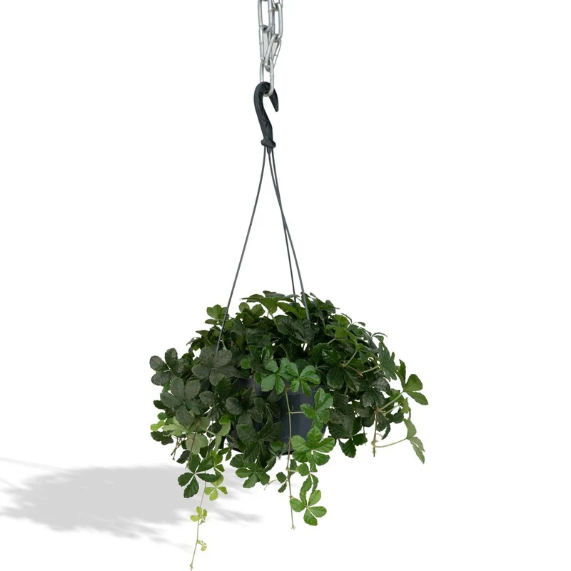 Parthenocissus Striata Virginia-Krebspflanze Hängend, Topf 15 cm, Höhe 15 cm