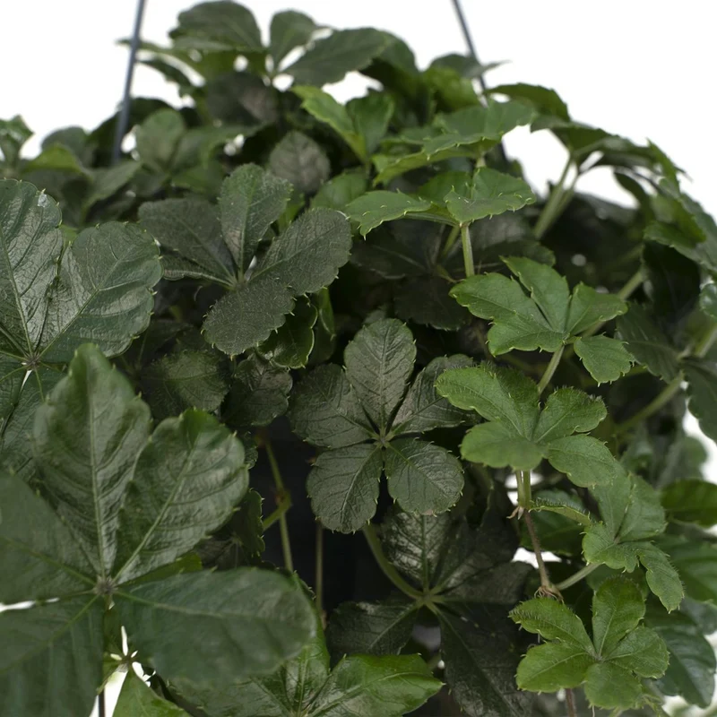 Parthenocissus Striata Virginia-Krebspflanze Hängend, Topf 15 cm, Höhe 15 cm
