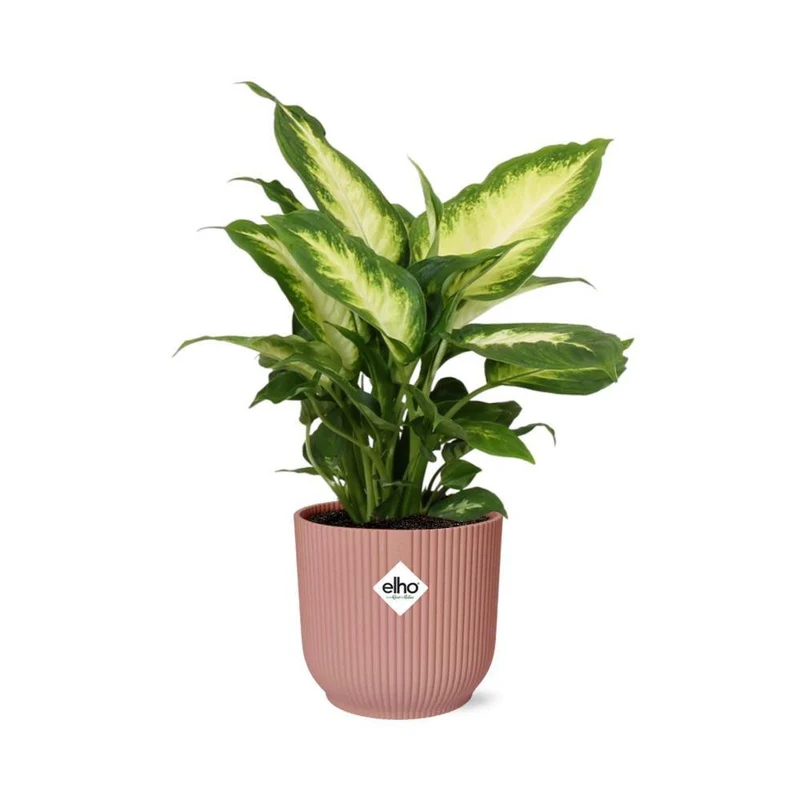 Dieffenbachia Camilla in ELHO Vibes Fold, Topf Ø 14 cm, rosa