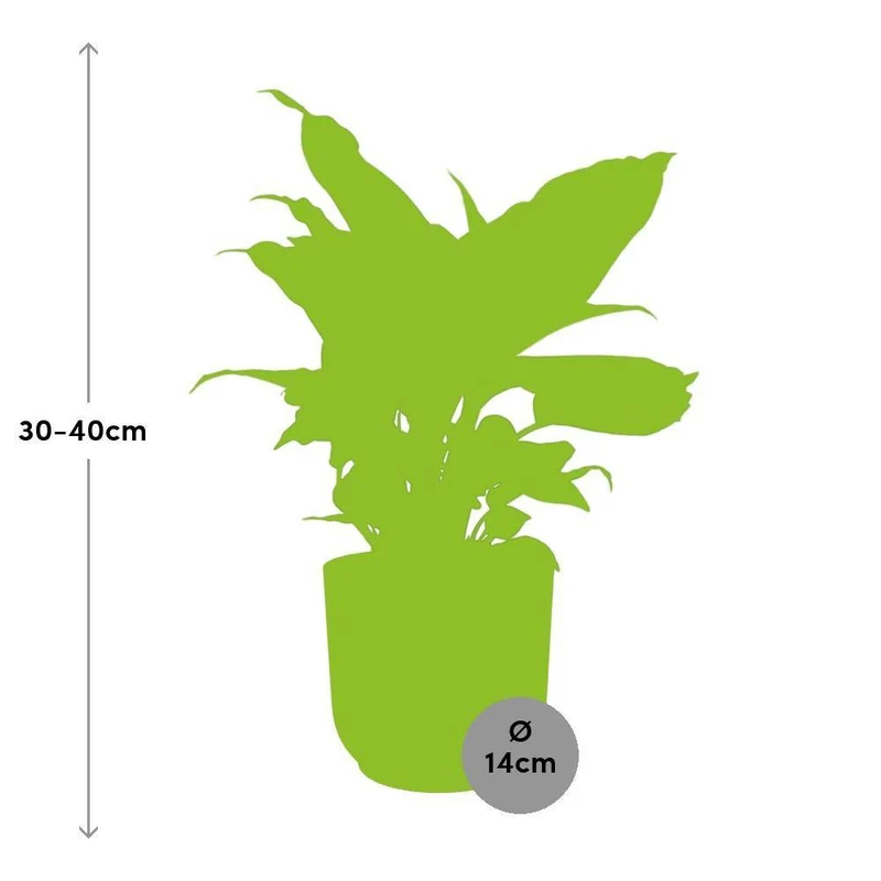 Dieffenbachia Camilla in ELHO Vibes Fold, Topf Ø 14 cm, rosa