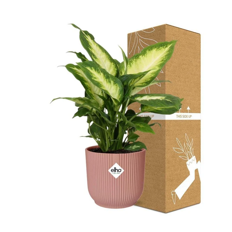 Dieffenbachia Camilla in ELHO Vibes Fold, Topf Ø 14 cm, rosa