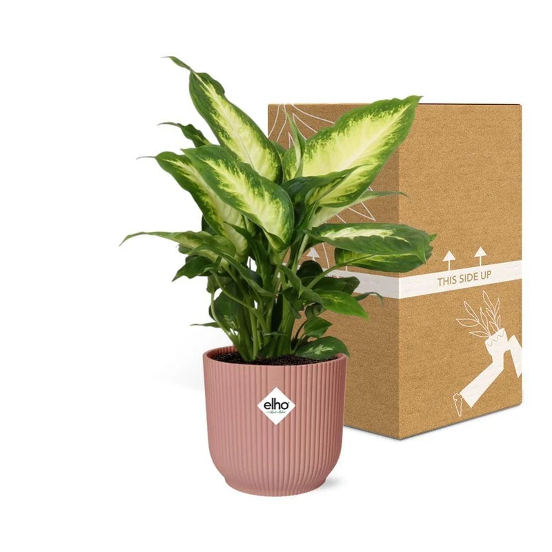 Dieffenbachia Camilla in ELHO Vibes Fold, Topf Ø 14 cm, rosa