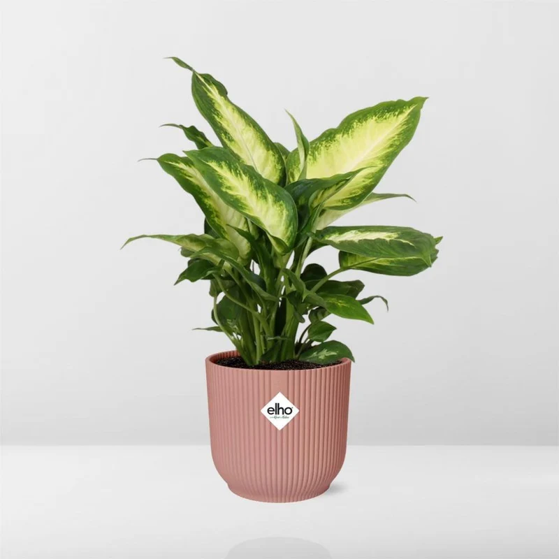 Dieffenbachia Camilla in ELHO Vibes Fold, Topf Ø 14 cm, rosa