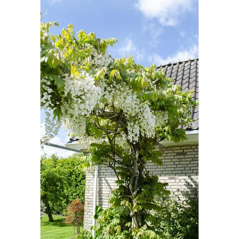 Wisteria Floribunda Alba, Topf Ø 15 cm, Höhe 65 cm