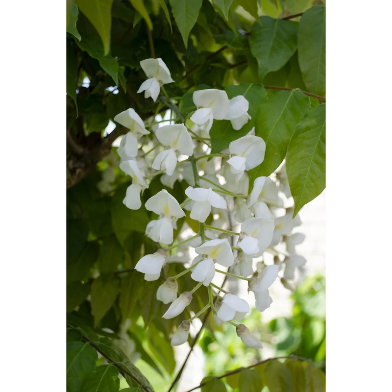 Wisteria Floribunda Alba, Topf Ø 15 cm, Höhe 65 cm