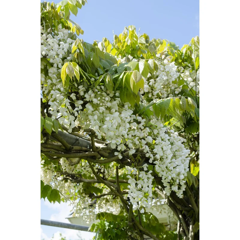 Wisteria Floribunda Alba, Topf Ø 15 cm, Höhe 65 cm