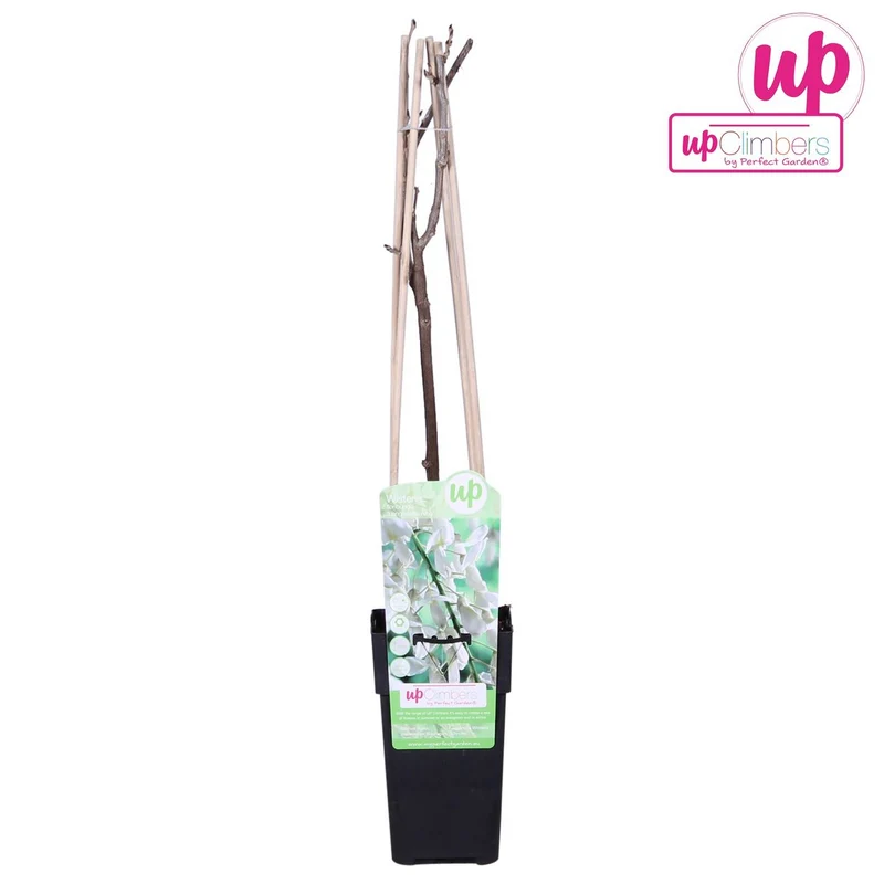 Wisteria Floribunda Alba, Topf Ø 15 cm, Höhe 65 cm