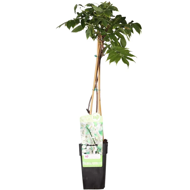 Wisteria Floribunda Alba, Topf Ø 15 cm, Höhe 65 cm