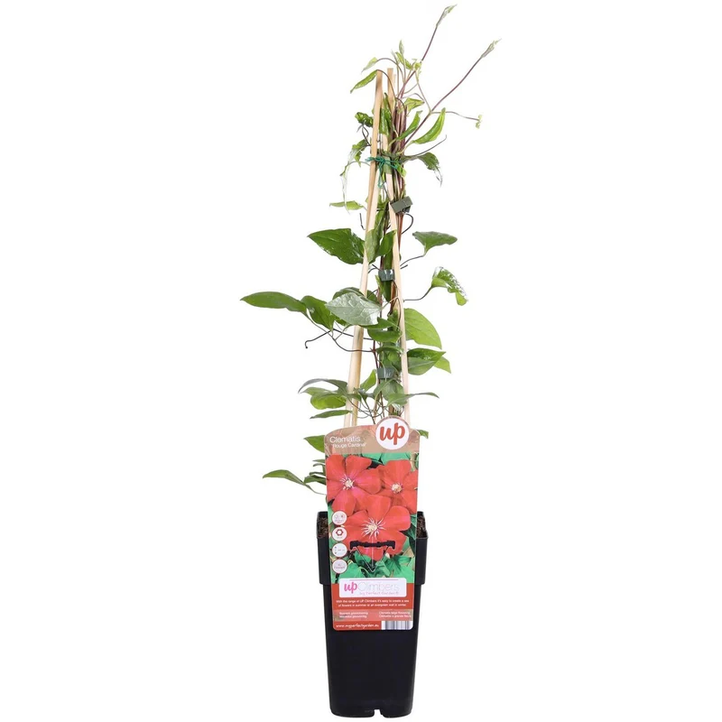 Clematis Hagley Hybrid, Topf Ø 15 cm, Höhe 65 cm