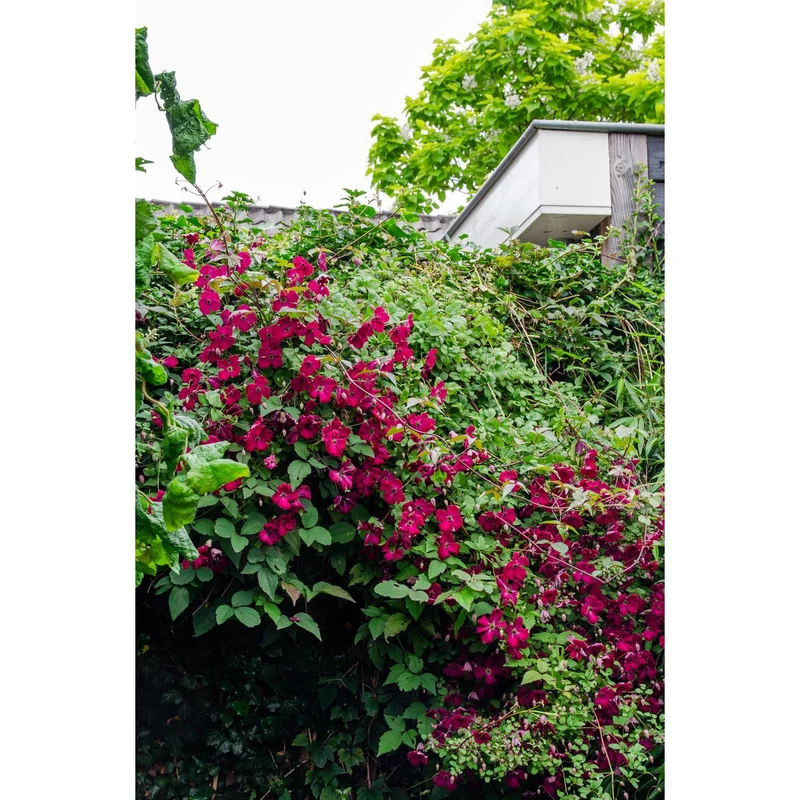 Clematis Hagley Hybrid, Topf Ø 15 cm, Höhe 65 cm